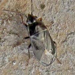 Lamprodema maura